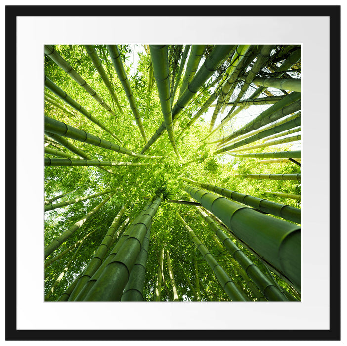 Grüner Bambus Passepartout Quadratisch 55x55