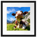 Kuh im Karwendelgebirge Passepartout Quadratisch 40x40