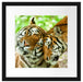 Zwei liebkosende Tiger Passepartout Quadratisch 40x40