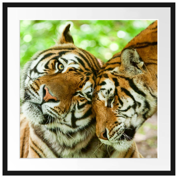 Zwei liebkosende Tiger Passepartout Quadratisch 70x70