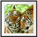 Zwei liebkosende Tiger Passepartout Quadratisch 70x70