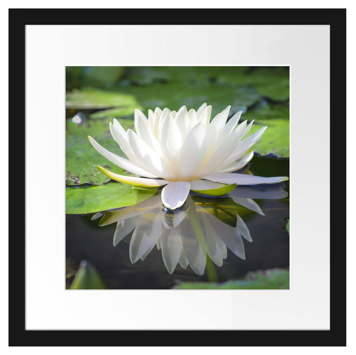 Weiße Lotusblume im Wasser Passepartout Quadratisch 40x40