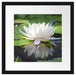 Weiße Lotusblume im Wasser Passepartout Quadratisch 40x40