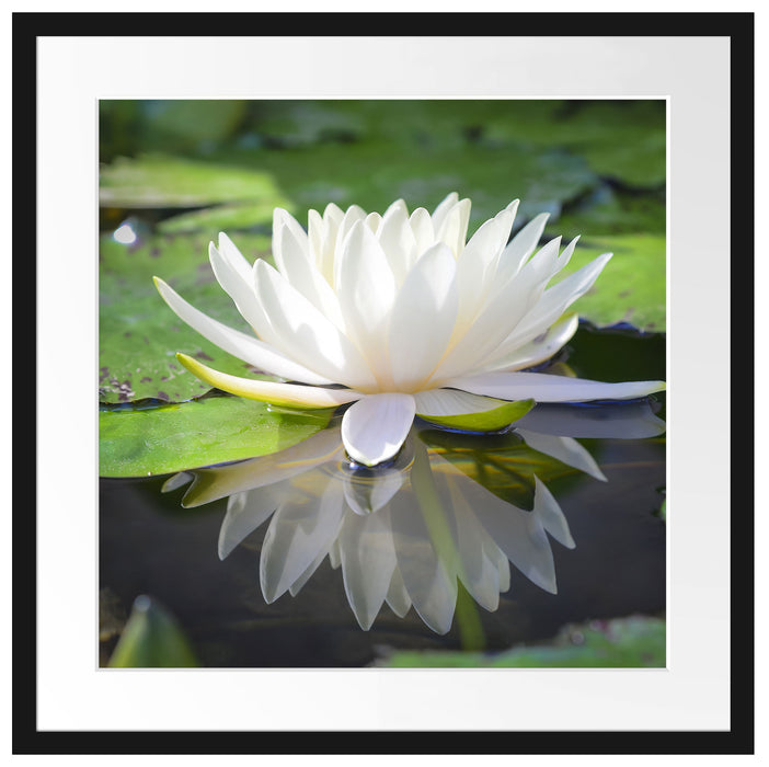 Weiße Lotusblume im Wasser Passepartout Quadratisch 55x55