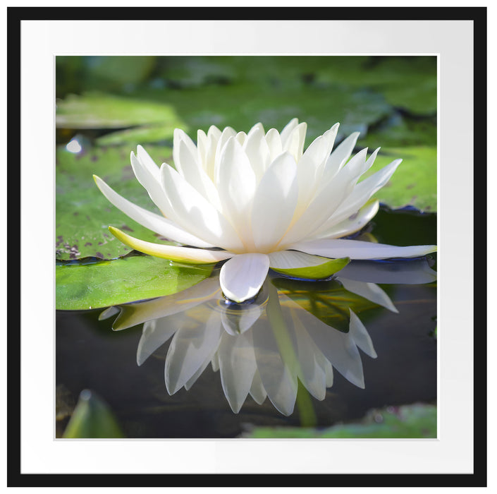 Weiße Lotusblume im Wasser Passepartout Quadratisch 70x70