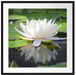 Weiße Lotusblume im Wasser Passepartout Quadratisch 70x70