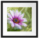 lilane Blume in der Natur Kunst Passepartout Quadratisch 40x40