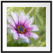 lilane Blume in der Natur Kunst Passepartout Quadratisch 55x55