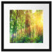Wald bei Sonnenlicht Kunst Passepartout Quadratisch 40x40