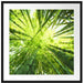 Grüner Bambus Kunst Passepartout Quadratisch 70x70