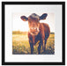 Kuh auf Butterblumenwiese Passepartout Quadratisch 40x40
