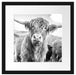 Blick einer Kuh an der Weide Passepartout Quadratisch 40x40