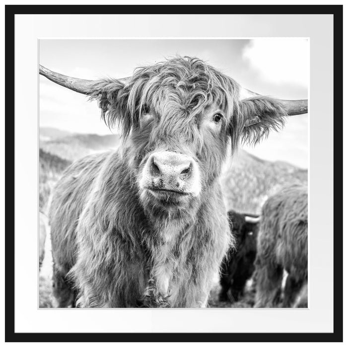 Blick einer Kuh an der Weide Passepartout Quadratisch 70x70