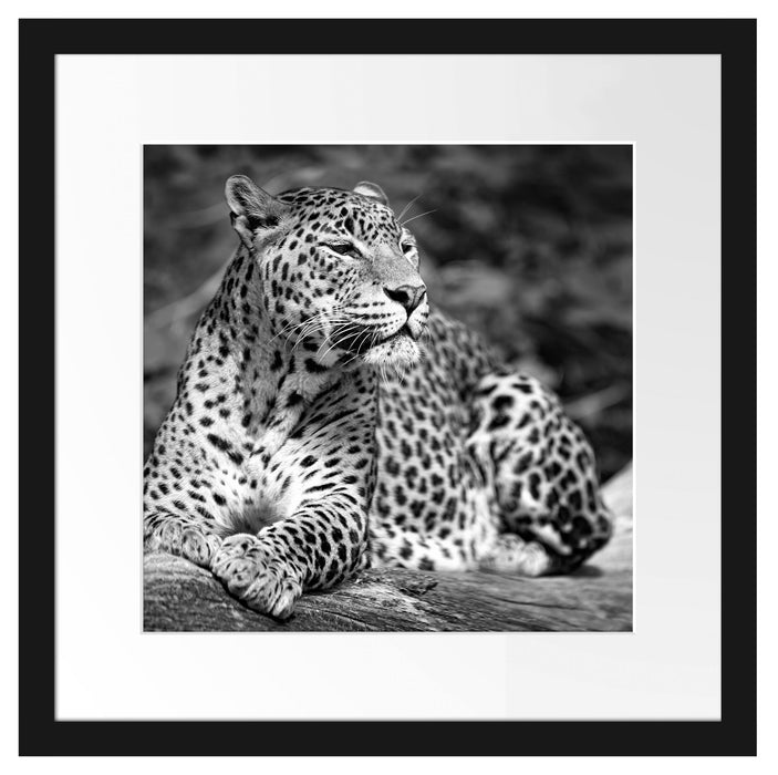 Leopard in der Natur B&W Passepartout Quadratisch 40x40