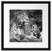Leopard in der Natur B&W Passepartout Quadratisch 40x40