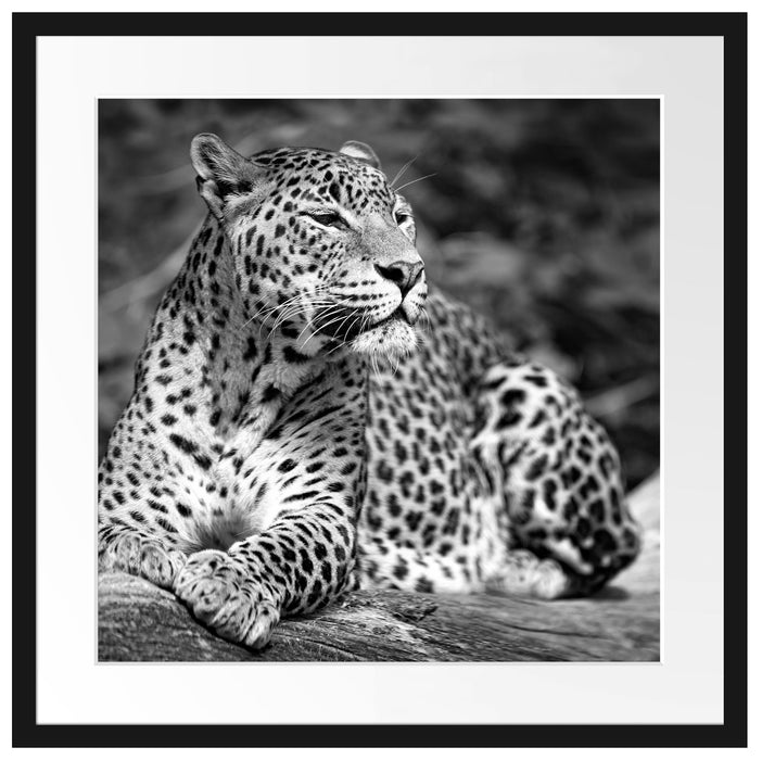 Leopard in der Natur B&W Passepartout Quadratisch 55x55