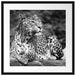 Leopard in der Natur B&W Passepartout Quadratisch 55x55