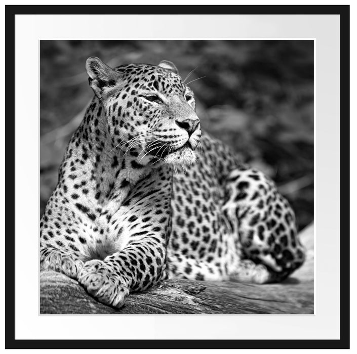 Leopard in der Natur B&W Passepartout Quadratisch 70x70