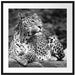 Leopard in der Natur B&W Passepartout Quadratisch 70x70