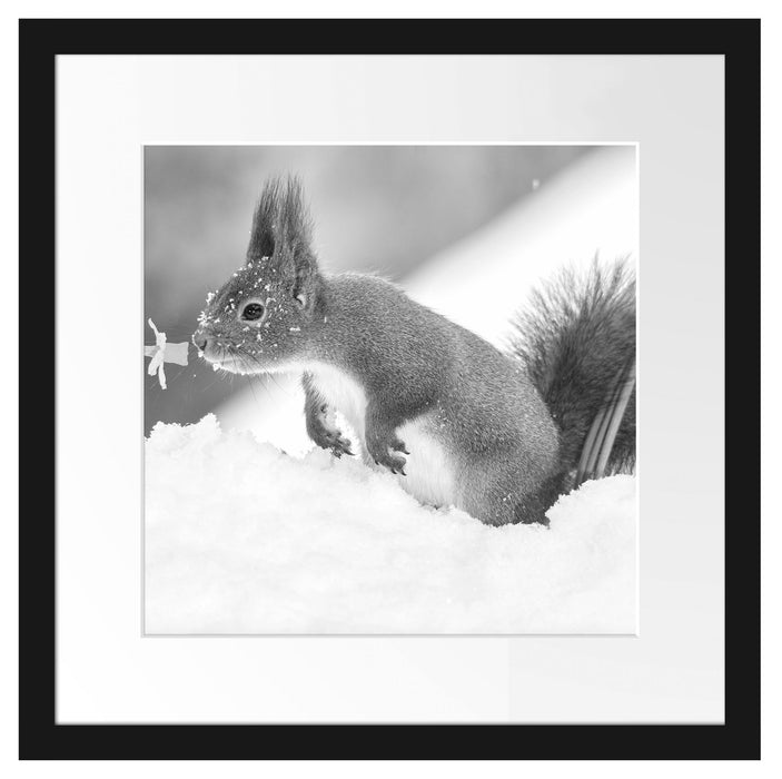 Eichhörnchen im Schnee Kunst B&W Passepartout Quadratisch 40x40