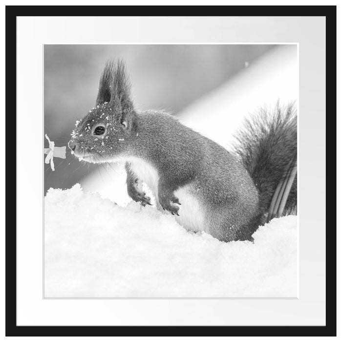 Eichhörnchen im Schnee Kunst B&W Passepartout Quadratisch 55x55