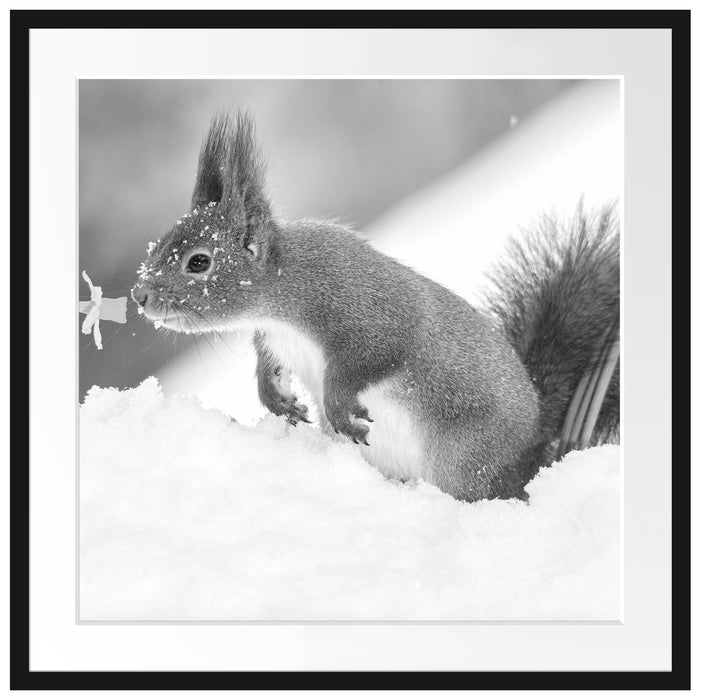 Eichhörnchen im Schnee Kunst B&W Passepartout Quadratisch 70x70