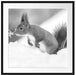 Eichhörnchen im Schnee Kunst B&W Passepartout Quadratisch 70x70