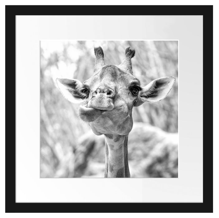 Giraffe in der Natur Kunst B&W Passepartout Quadratisch 40x40