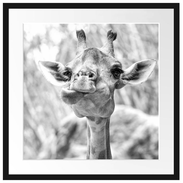 Giraffe in der Natur Kunst B&W Passepartout Quadratisch 55x55