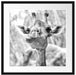 Giraffe in der Natur Kunst B&W Passepartout Quadratisch 55x55