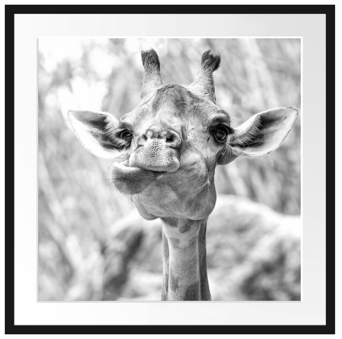 Giraffe in der Natur Kunst B&W Passepartout Quadratisch 70x70
