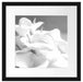 weiße Calla Lilien Kunst B&W Passepartout Quadratisch 40x40