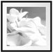 weiße Calla Lilien Kunst B&W Passepartout Quadratisch 55x55