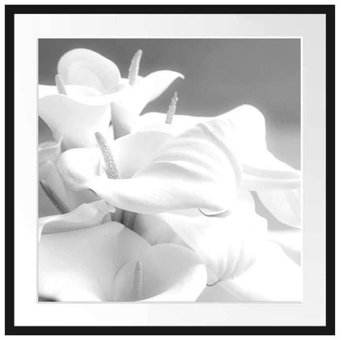 weiße Calla Lilien Kunst B&W Passepartout Quadratisch 70x70
