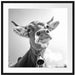 Portrait einer Kuh Passepartout Quadratisch 70x70