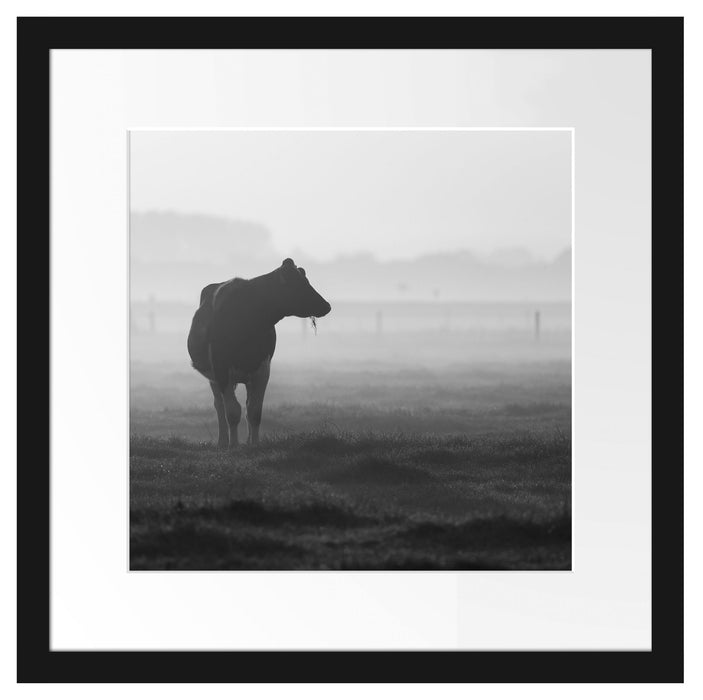 fressende Kuh auf der Weide Passepartout Quadratisch 40x40