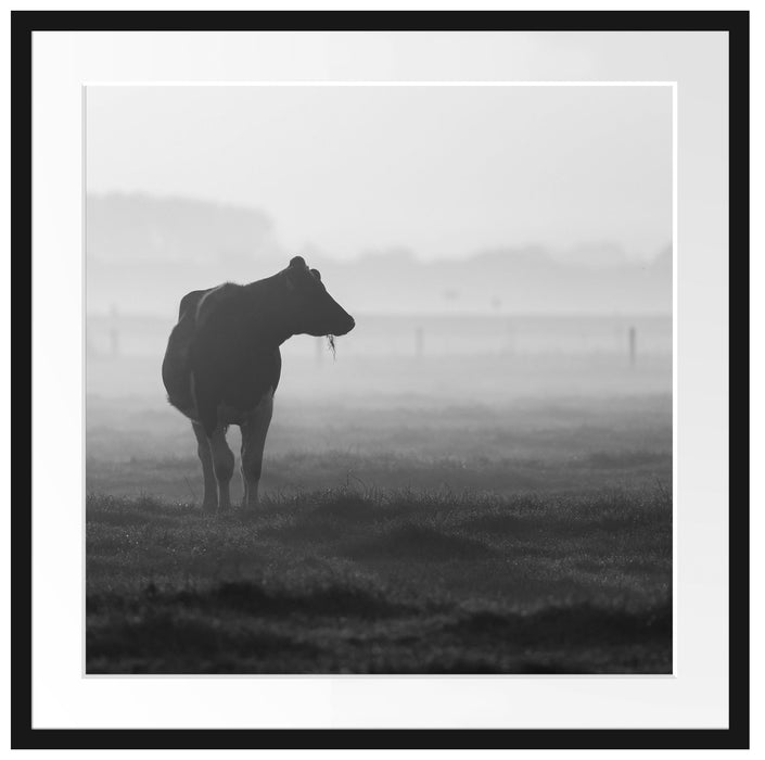 fressende Kuh auf der Weide Passepartout Quadratisch 70x70