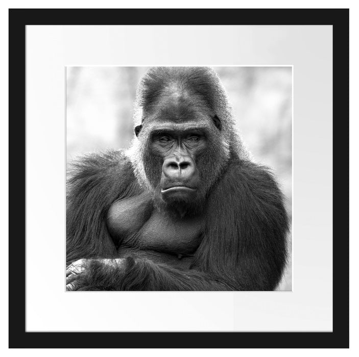 gelangweilter Gorilla Kunst B&W Passepartout Quadratisch 40x40