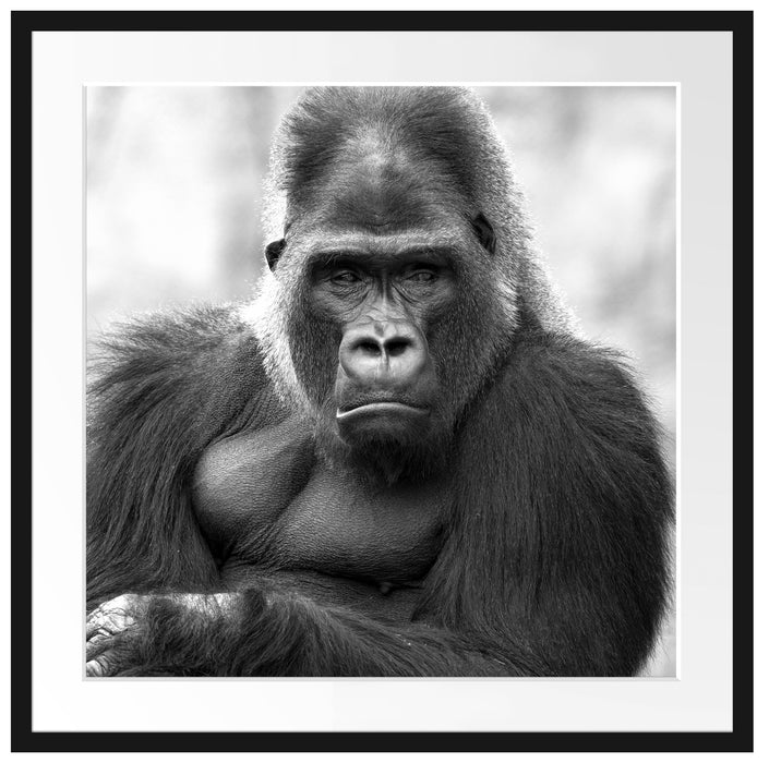 gelangweilter Gorilla Kunst B&W Passepartout Quadratisch 70x70
