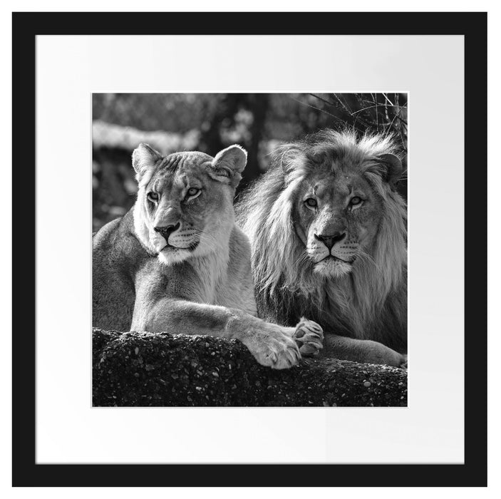 interessiertes Löwenpaar Kunst B&W Passepartout Quadratisch 40x40