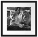 interessiertes Löwenpaar Kunst B&W Passepartout Quadratisch 40x40