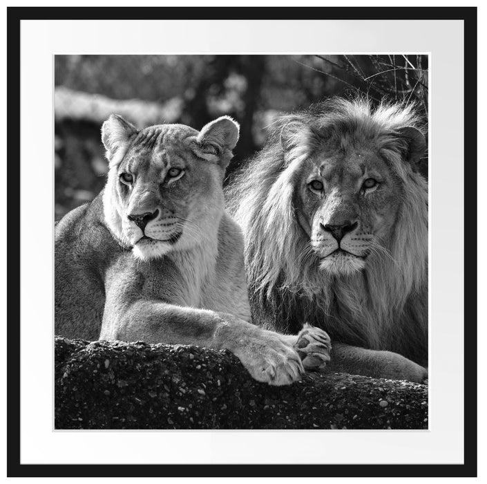 interessiertes Löwenpaar Kunst B&W Passepartout Quadratisch 70x70