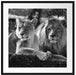 interessiertes Löwenpaar Kunst B&W Passepartout Quadratisch 70x70