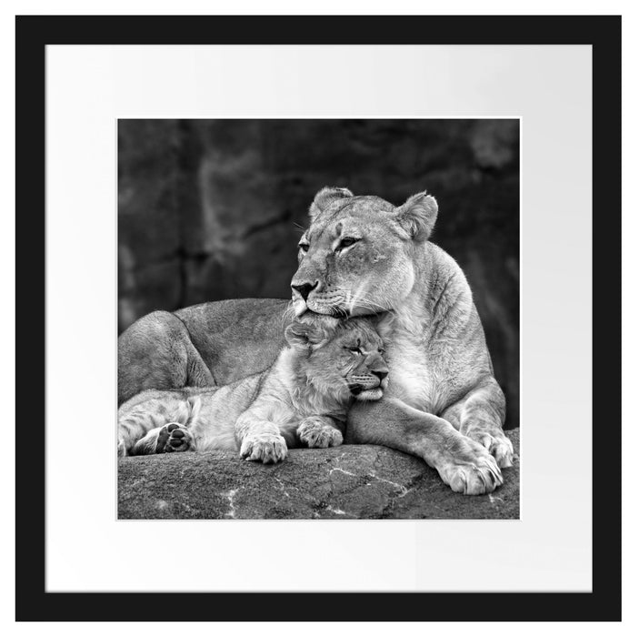 Löwe Löwenjungen Passepartout Quadratisch 40x40