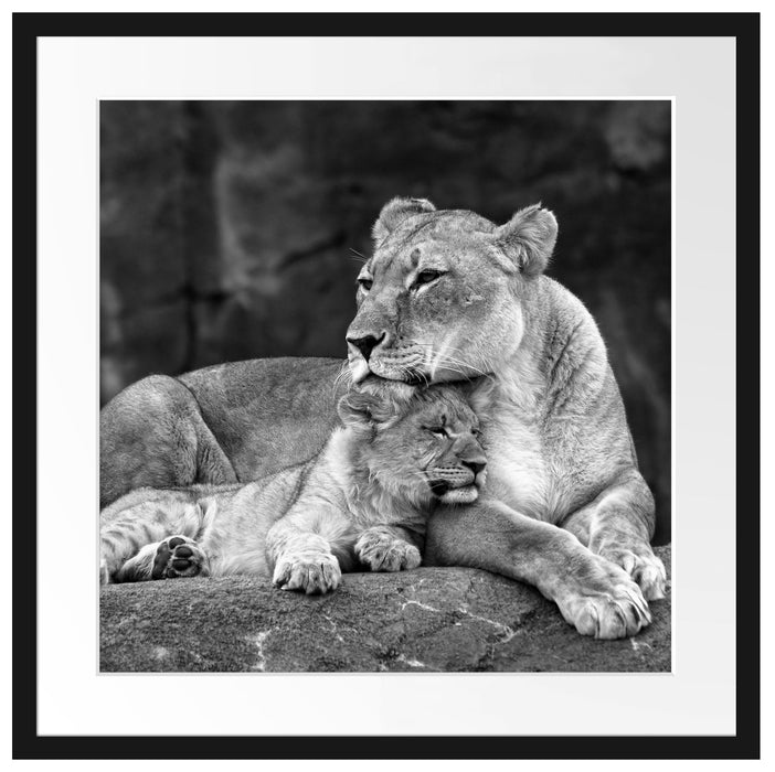 Löwe Löwenjungen Passepartout Quadratisch 55x55