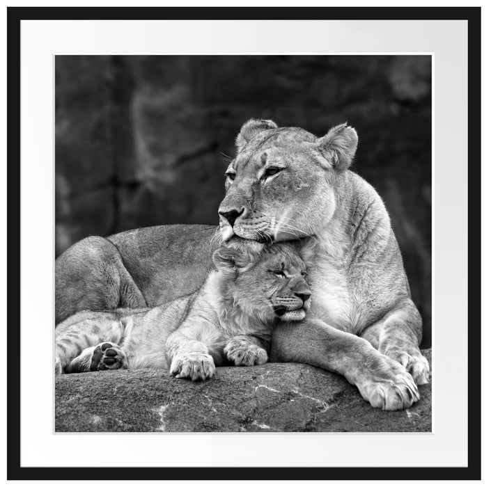 Löwe Löwenjungen Passepartout Quadratisch 70x70