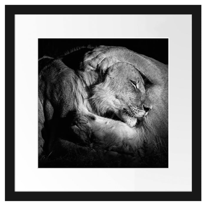 Männer Frauen Löwe kuscheln Passepartout Quadratisch 40x40