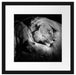 Männer Frauen Löwe kuscheln Passepartout Quadratisch 40x40