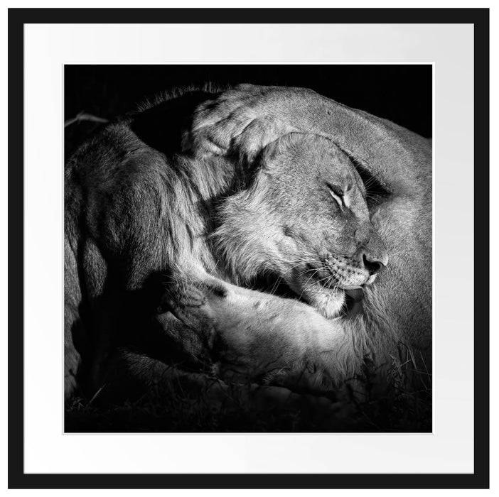 Männer Frauen Löwe kuscheln Passepartout Quadratisch 55x55