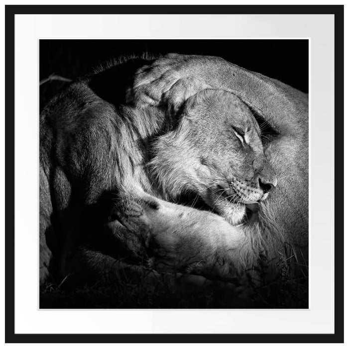 Männer Frauen Löwe kuscheln Passepartout Quadratisch 70x70